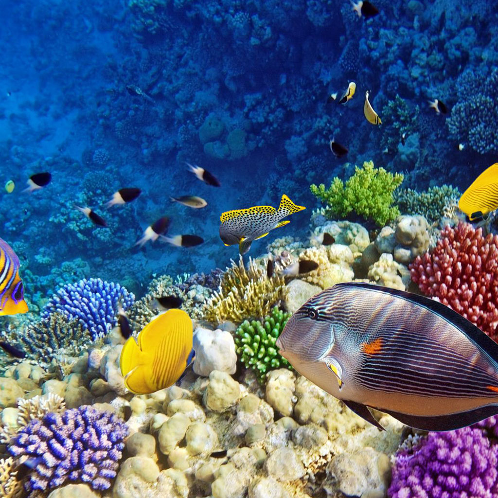 Pyramids, Nile Cruise & Hurghada